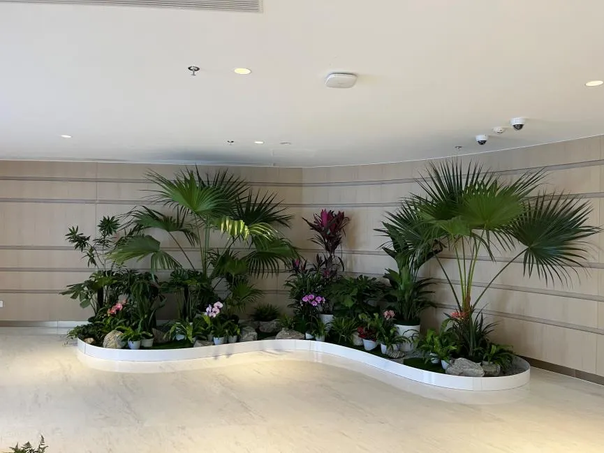 想租盆景？宁波镇海优质选择别错过